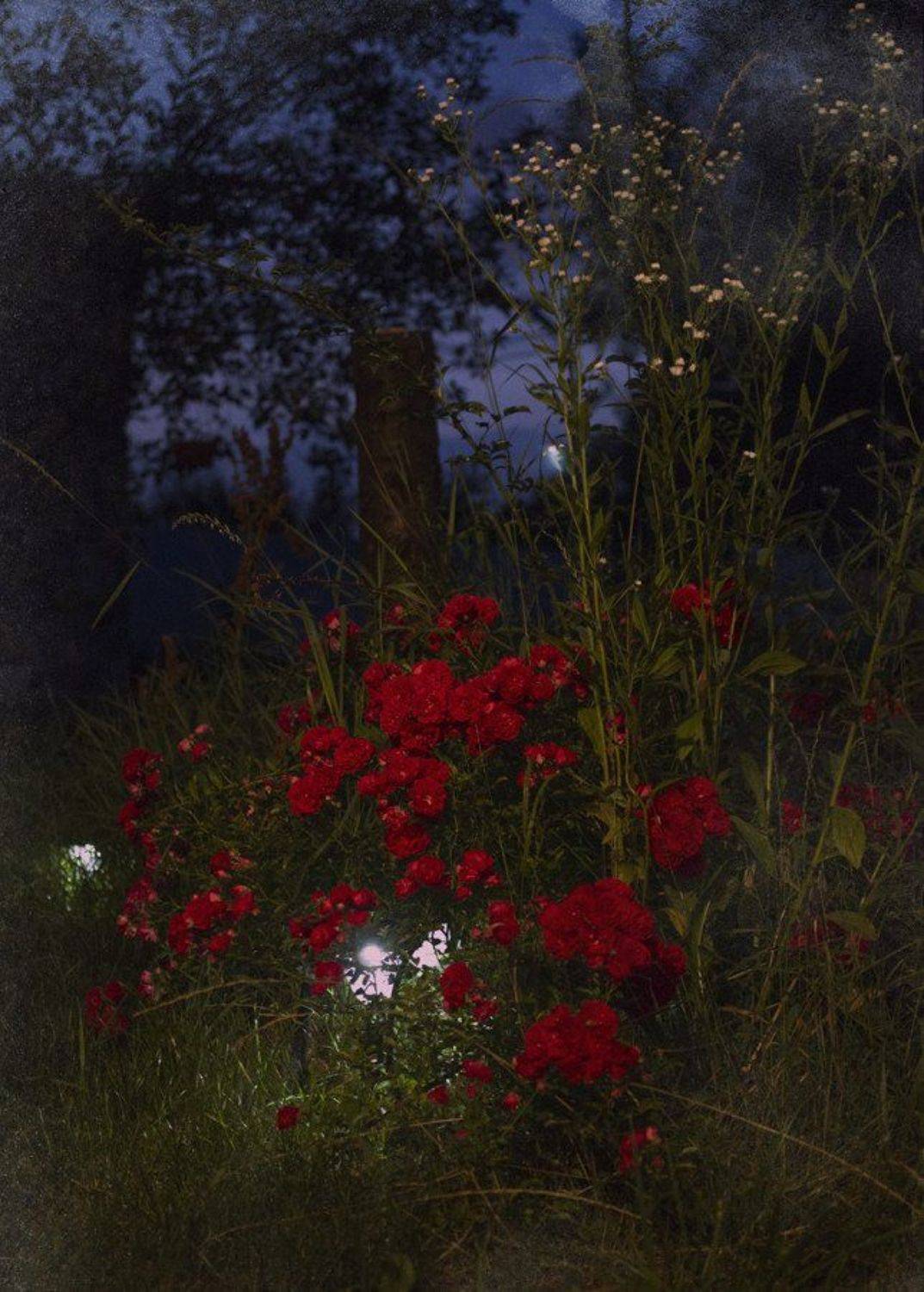 линии, пятна, вечер, цветы, природа, valeko