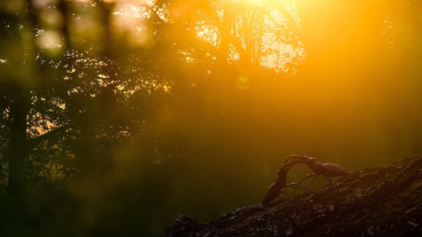 жук олень, Evgeny Melnikov