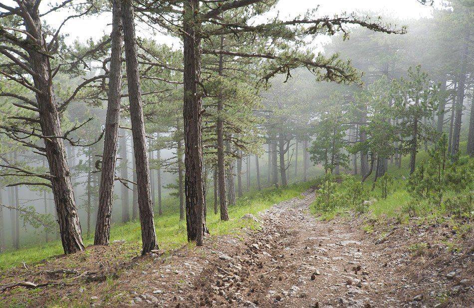 , Саша  Вайсберг / Waldschnepfe /