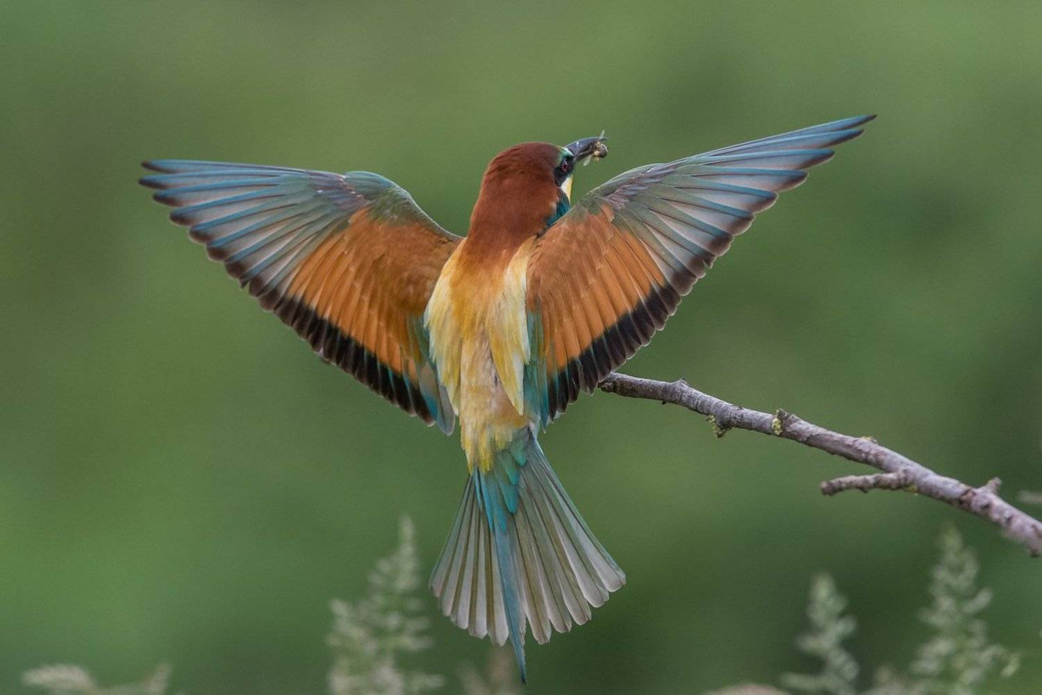 european bee-eater, aves, birds, merops apiaster, dominik chrzanowski wildlife photography, Dominik Chrzanowski