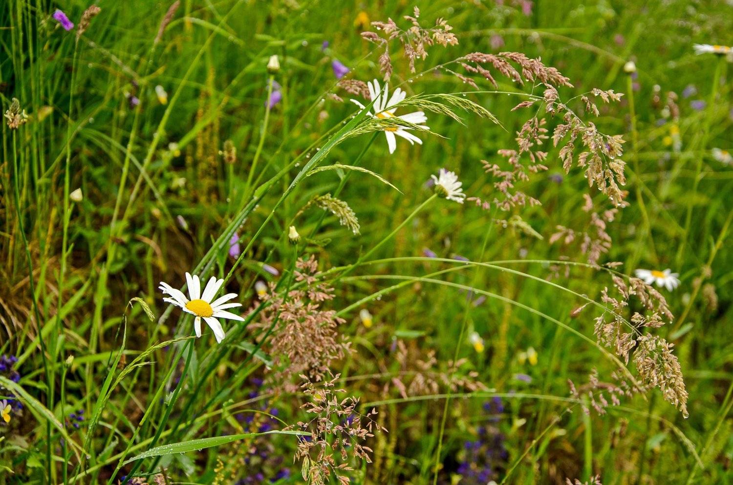 Июнь, Карпаты, Роса, Утро, Цветы, Валерий Наумов