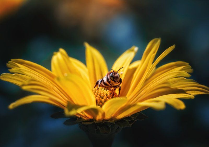 Трудяга фото превью