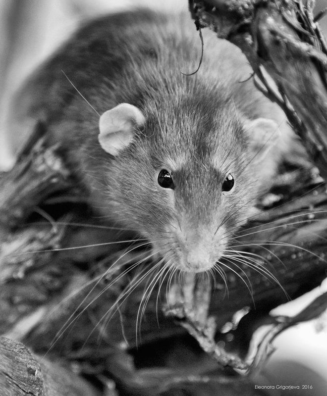 Грызуны, Дамбо, Декоративная крыса, Домашние животные, Мышик Прогулка на свежем воздухе фото превью