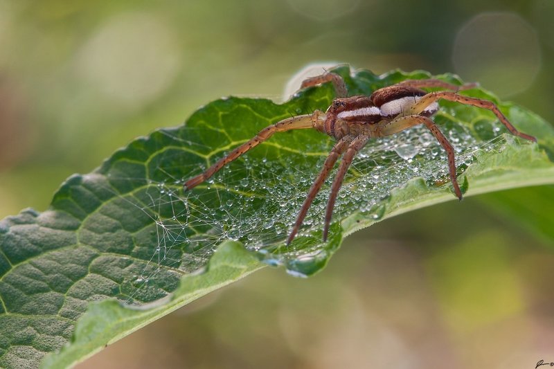 Macro, Makro, Nature, Spider, Wildlife Dolomedes fimbriatus фото превью