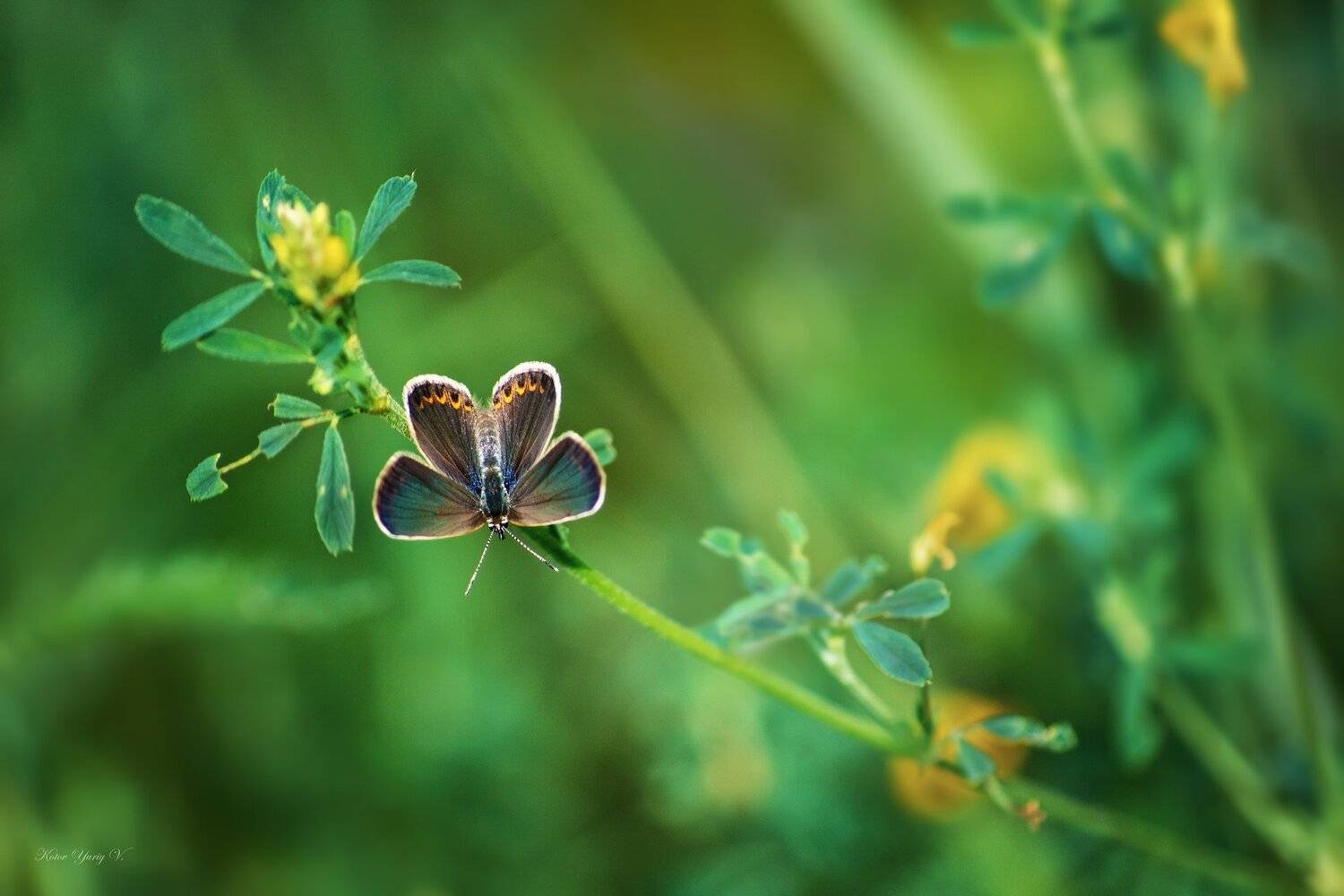 Бабоча, Крылья, Листья, Трава, Цветы, Юрий Котов