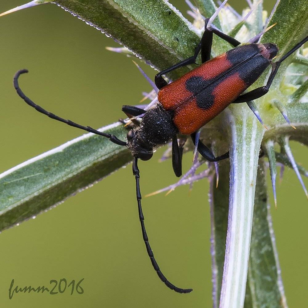 , Игорь ФУММ