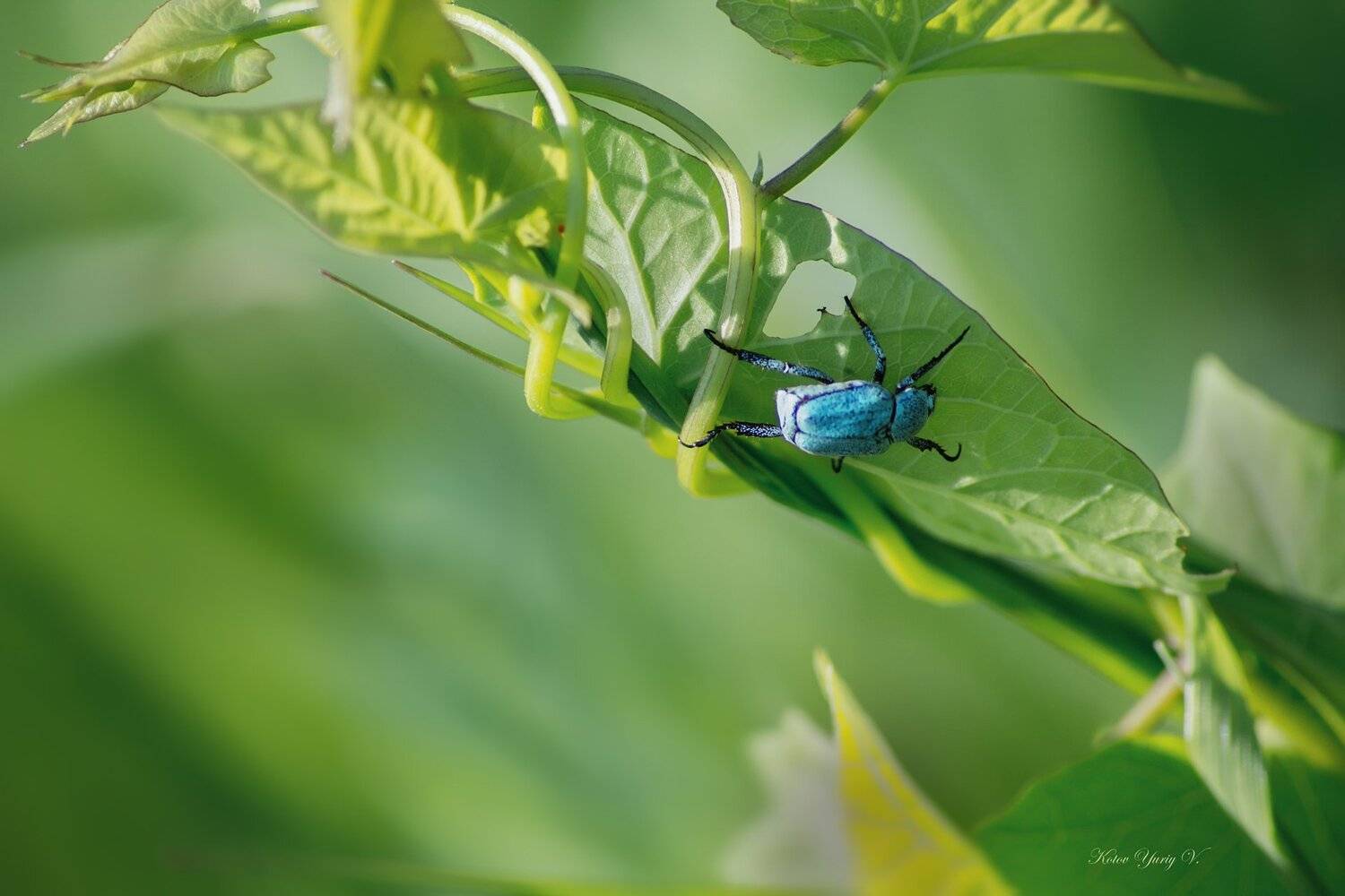 жук, лапы, лиана, листья, повелика, Юрий Котов