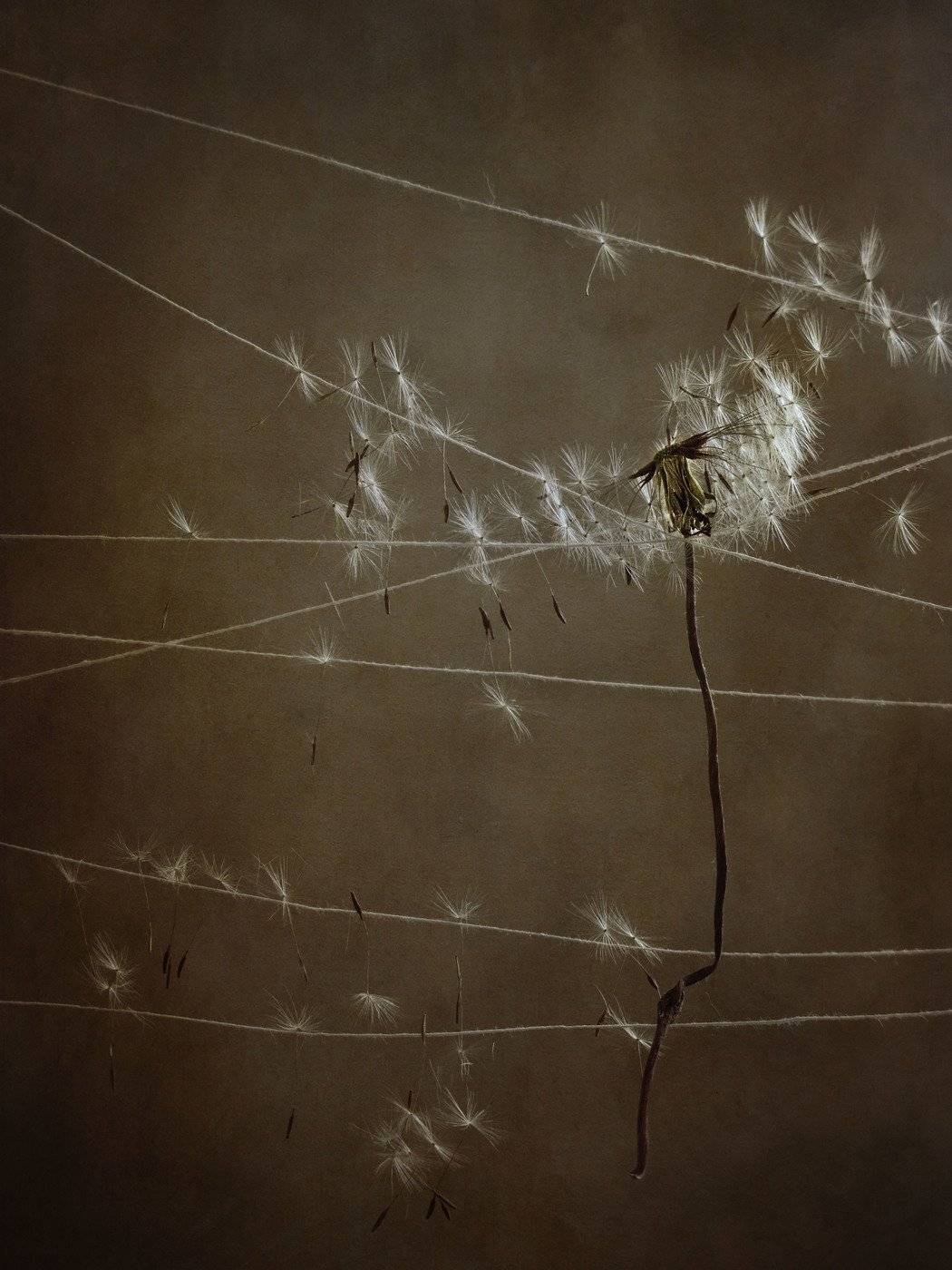 одуванчик, семена, нитки, Елена