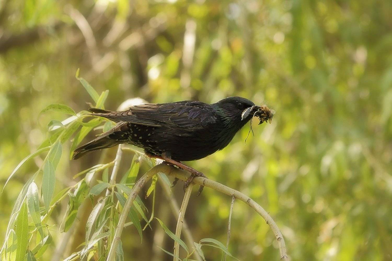 , Роман Рысь