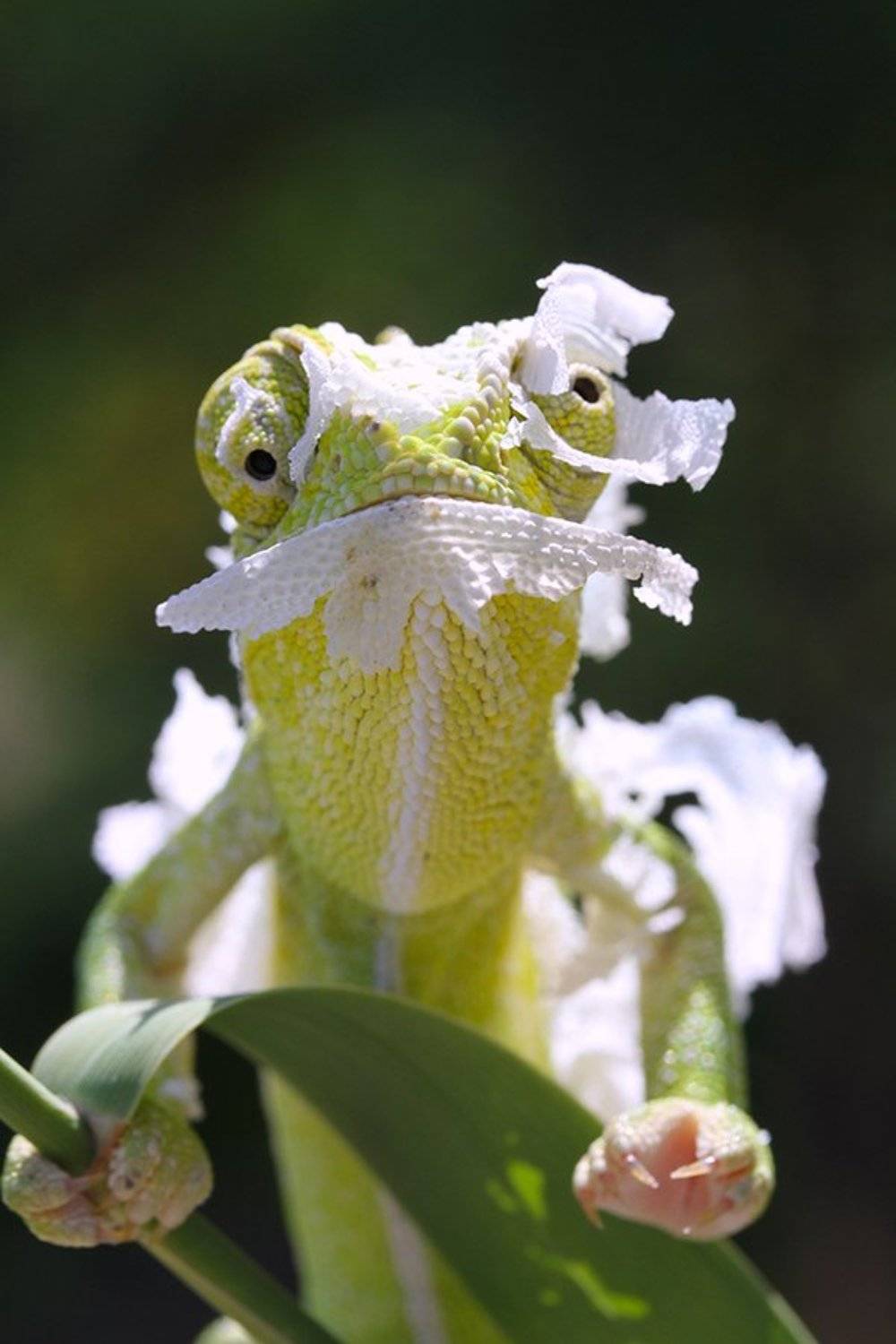 nature chameleon animal, mehmet