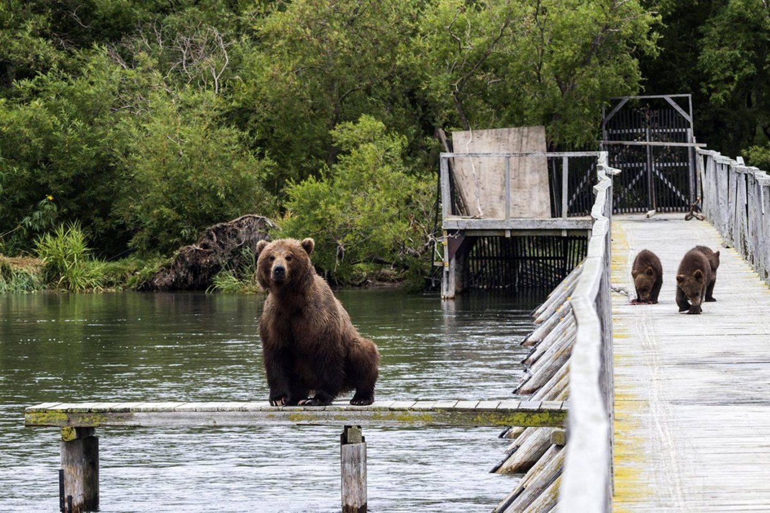 Медведи, Камчатка, Курильское Озеро, Mike Korostelev