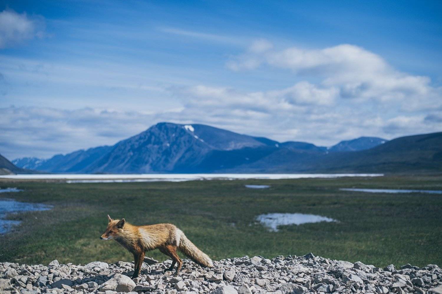 Чукотка, Север, лето, лис, Евгений Труфанов
