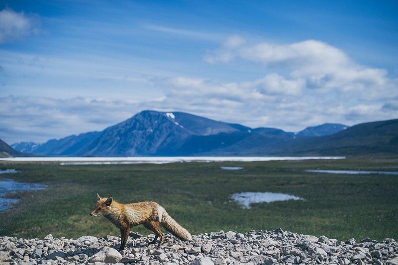 Чукотка, Север, лето, лис Занятой Лис фото превью
