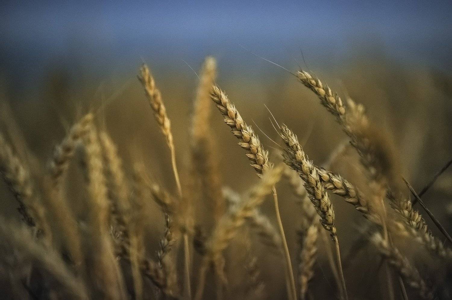 , Борис Пирог