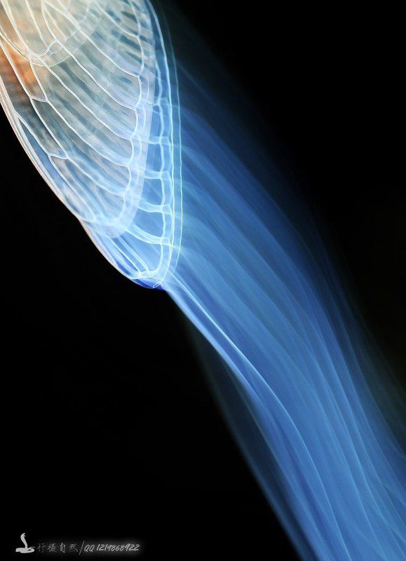 перо  фото превью