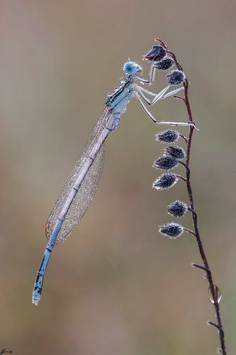 Platycnemis pennipes