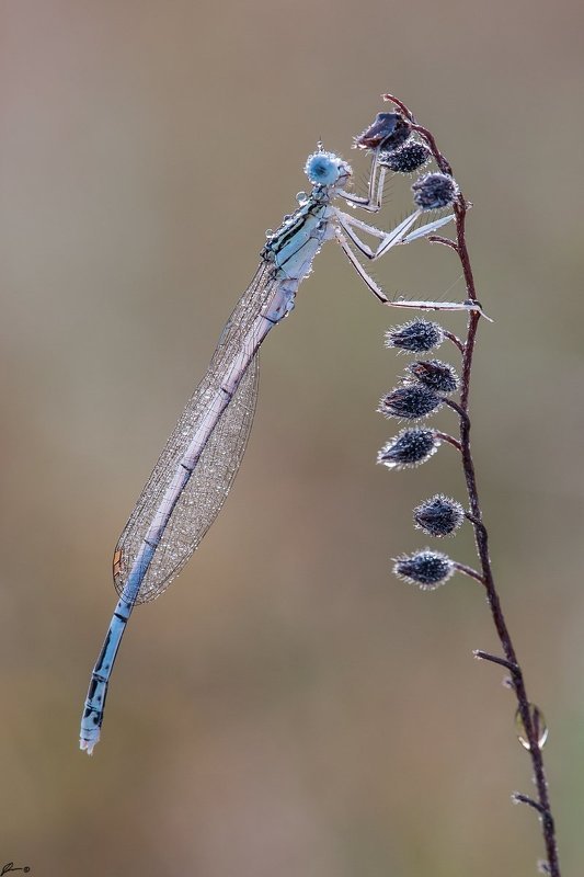 Dragonfly, Insect, Macro, Makro, Nature, Wildlife Platycnemis pennipes фото превью