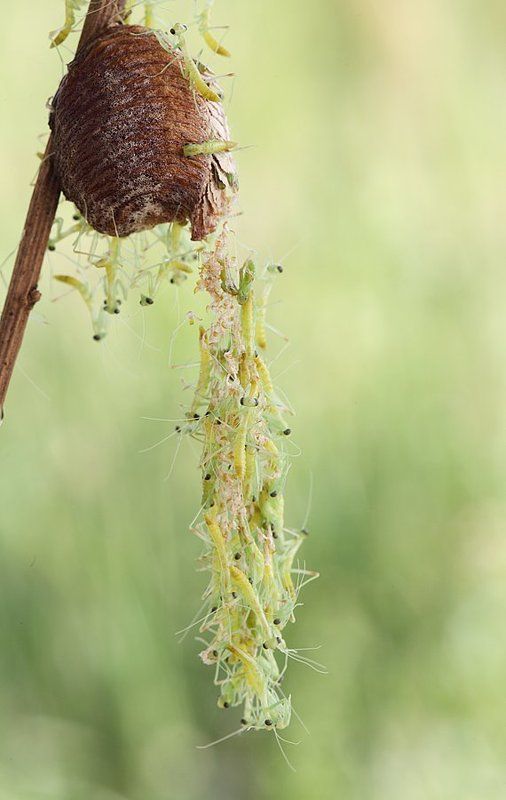 Рождение богомолов фото превью