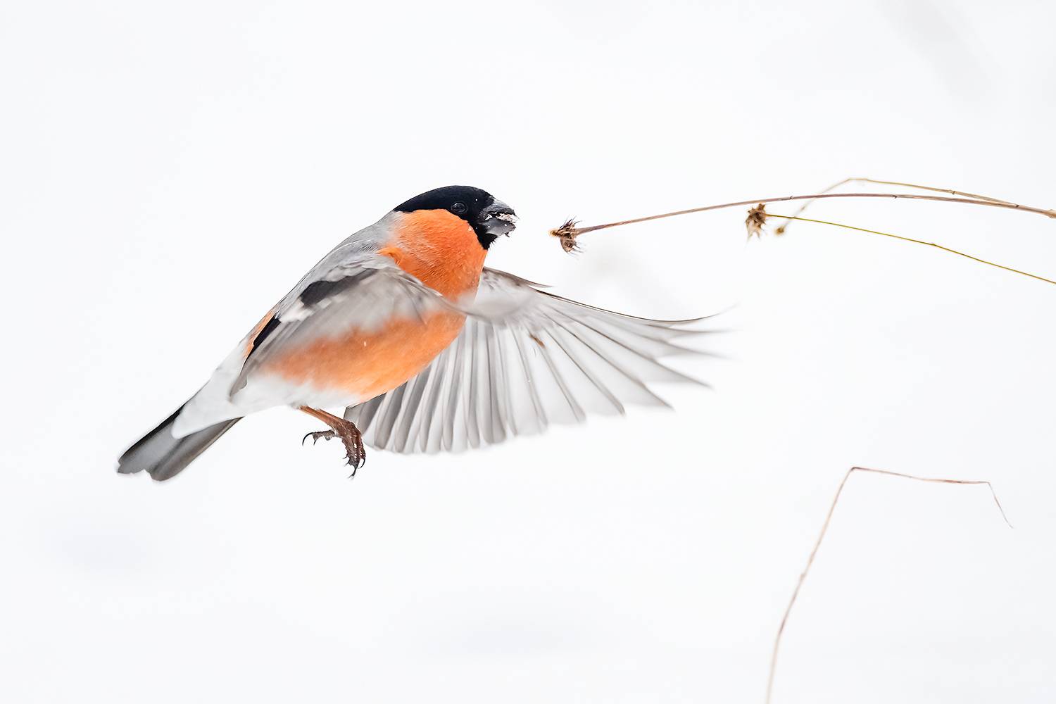 , Абросимов Александр