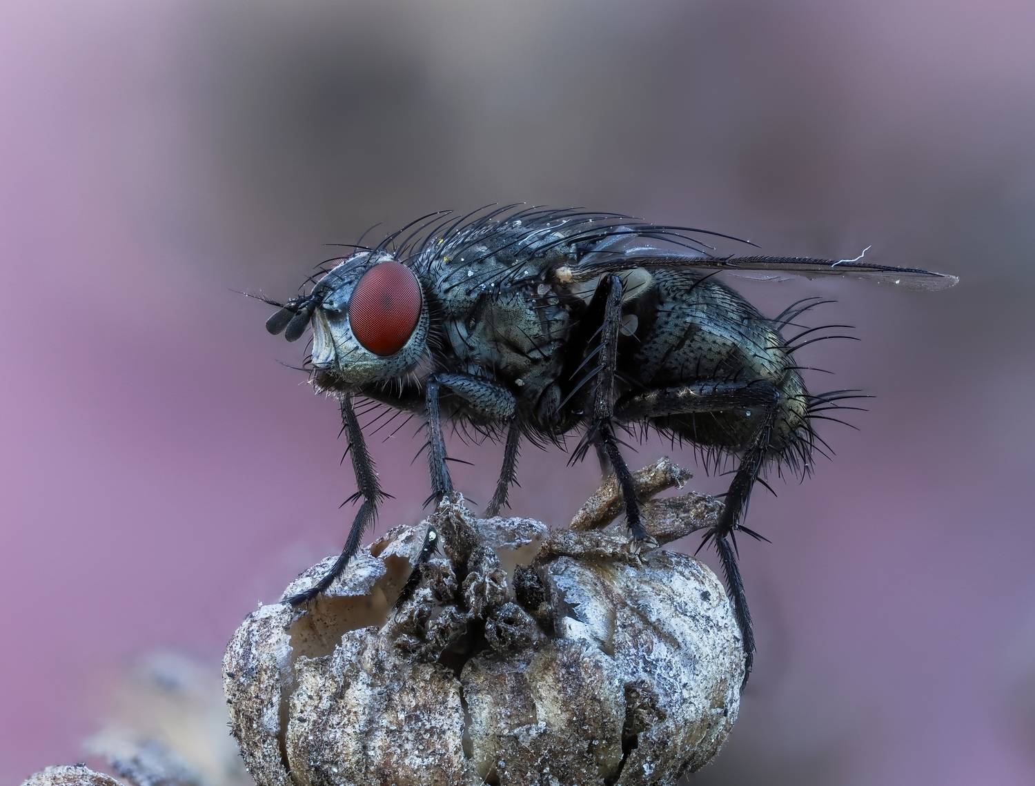 , Глеб Коровко