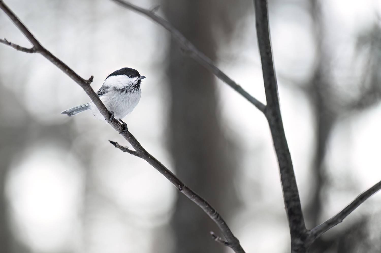 синичка, гаичка, Андреева Светлана