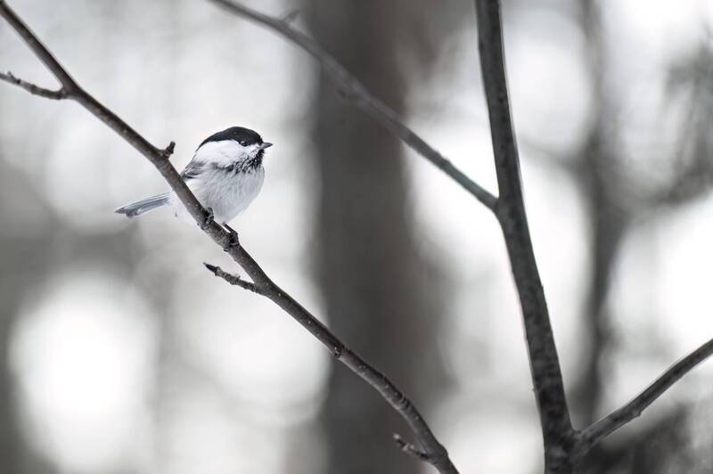 синичка, гаичка Синичка фото превью