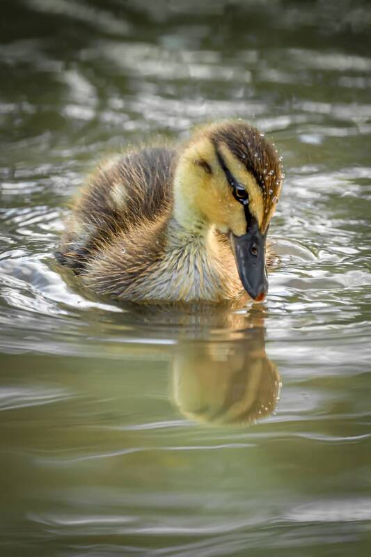 Нарцисс фото превью