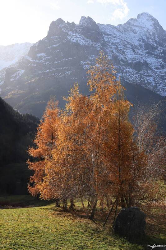 swiss Ох уж эти берёзки.. фото превью