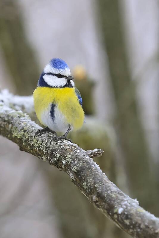 природа Лазоревки фото превью