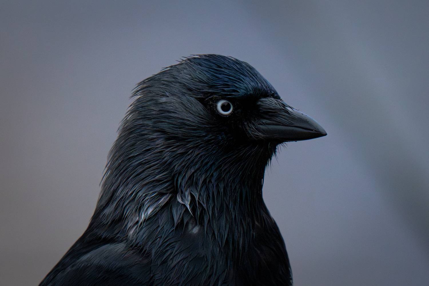 western jackdaw, jackdaw, portrait, галка, bird portrait, Сергей Малинкин