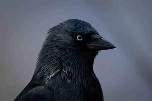 Western jackdaw portrait