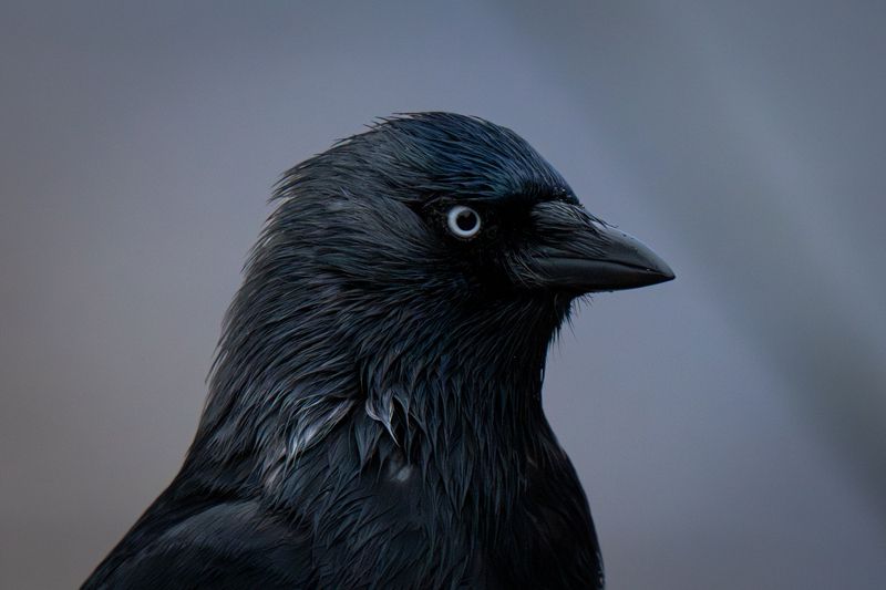 Western jackdaw portrait фото превью