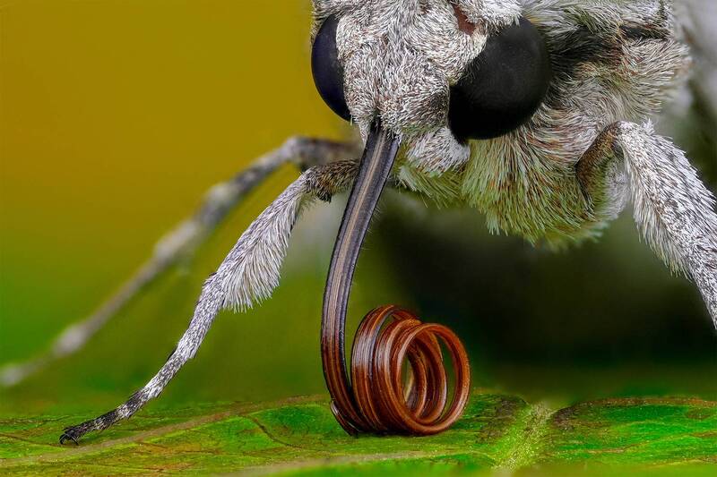 ceclii, macro, macrophotography  фото превью