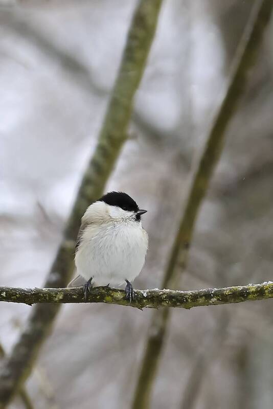 природа буроголовая гаичка (пухляк) фото превью