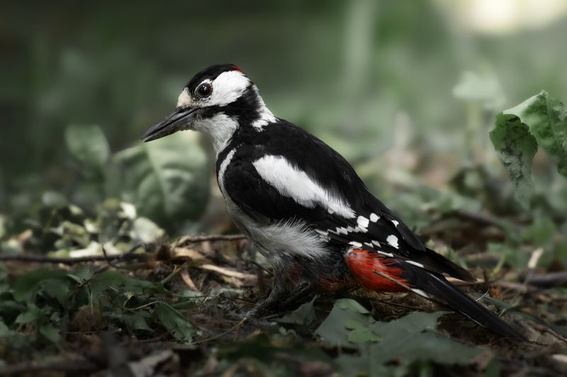 wildlife, birdwatching, nature, bird photography, птица, фотоохота, природа, большой пестрый дятел Большой пестрый дятел фото превью