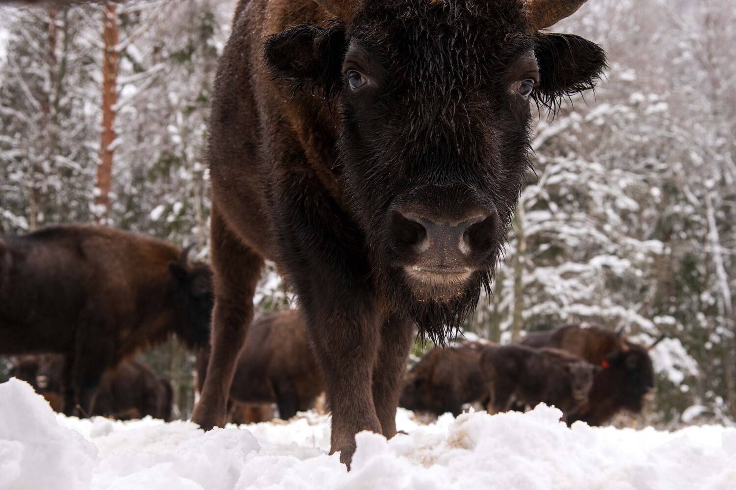 , Павел Ныриков