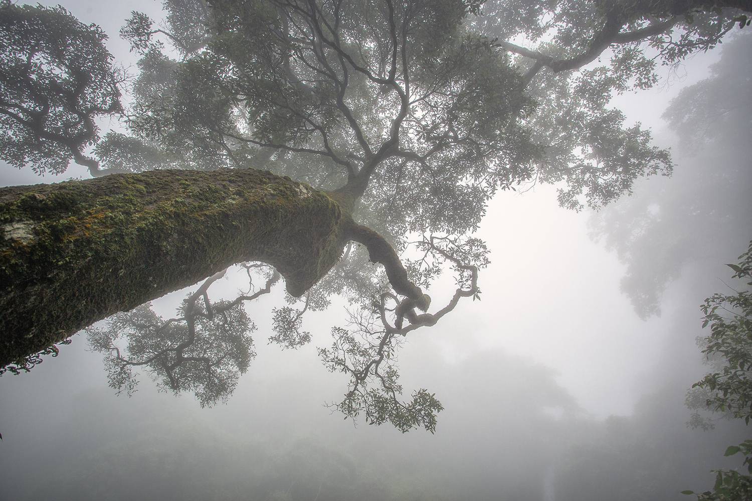 Вьетнам, Tam Dao, Алексей Гурьев