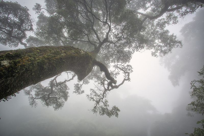 Вьетнам, Tam Dao Сны леса фото превью
