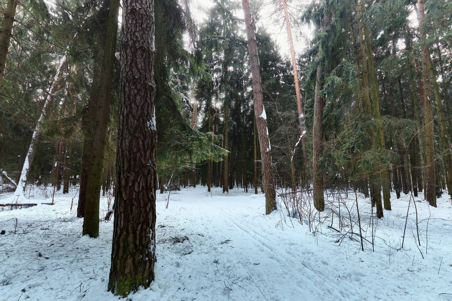 лес, деревья, снег, свет, Валерий Вождаев