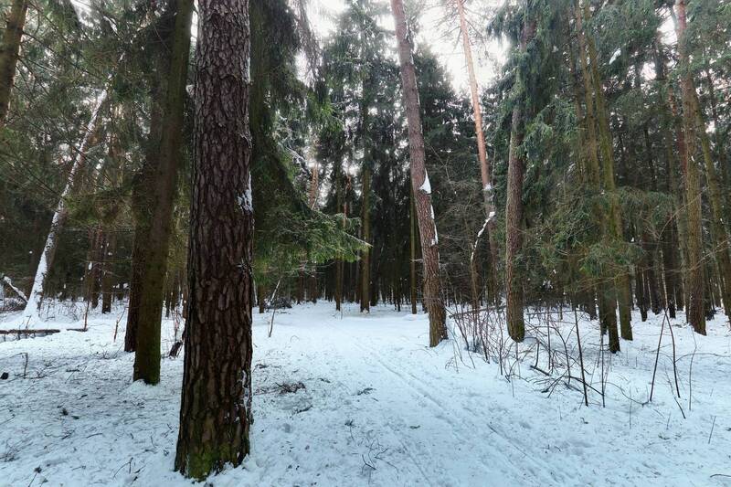 лес, деревья, снег, свет В заснеженном лесу фото превью