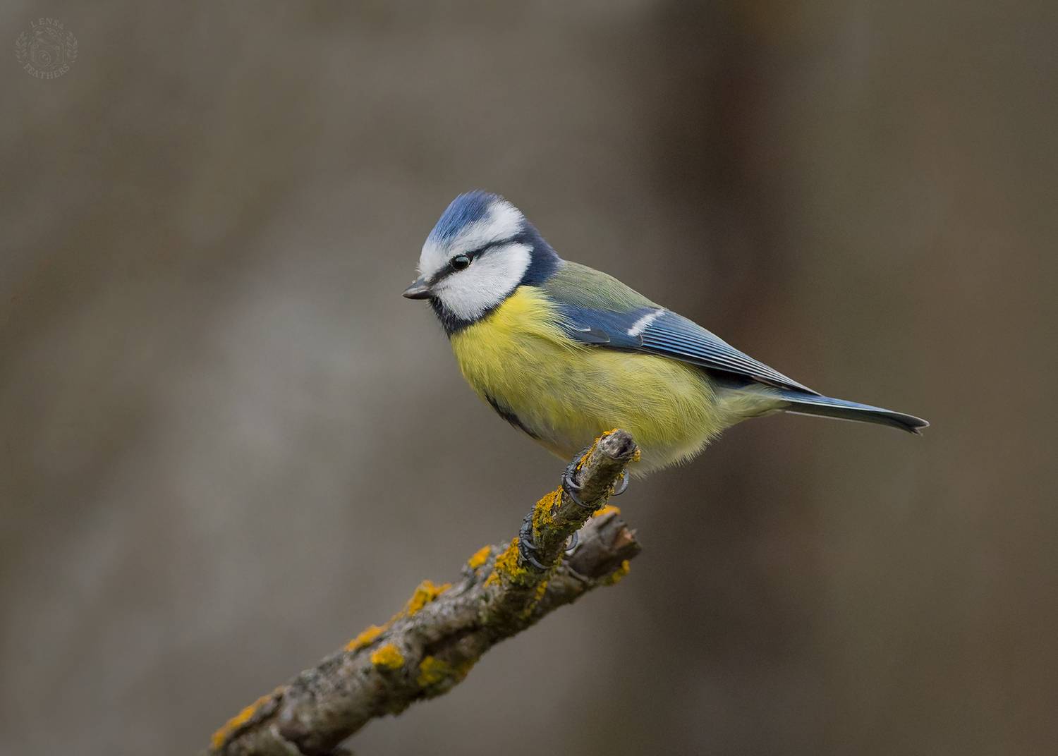 , Евгени Стефанов