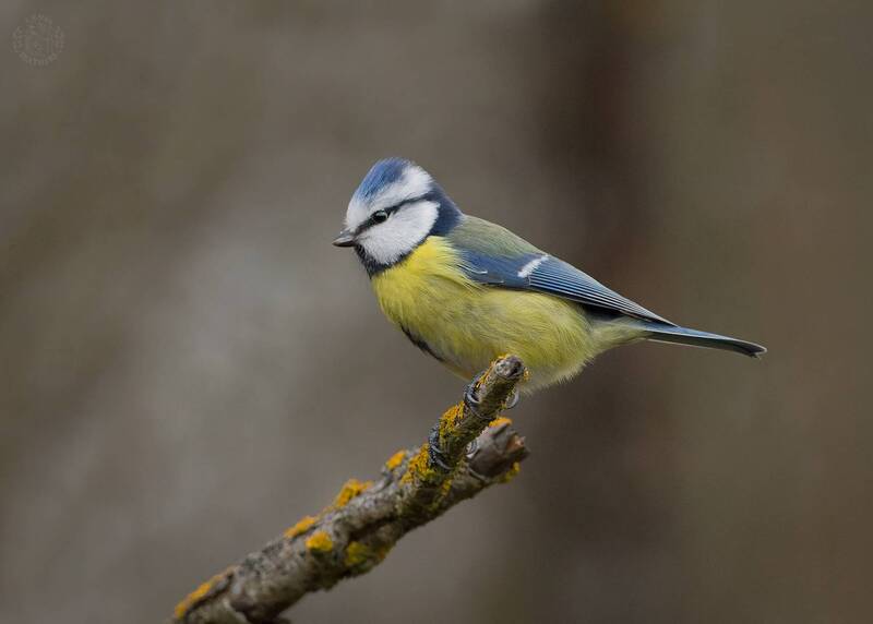 Лазоревка - Lens and Feathers фото превью
