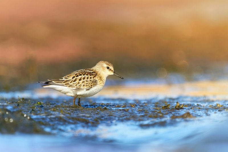 кулик-воробей, little stint, Calidris minuta Кулики-воробьи фото превью