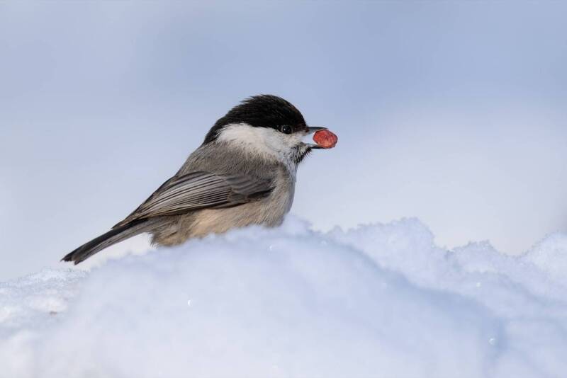 пухляк, гаичка, буроголовая гаичка, птицы Буроголовая гаичка фото превью