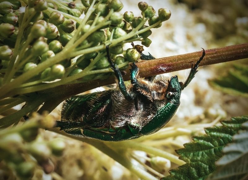Бронзовка на таволге фото превью