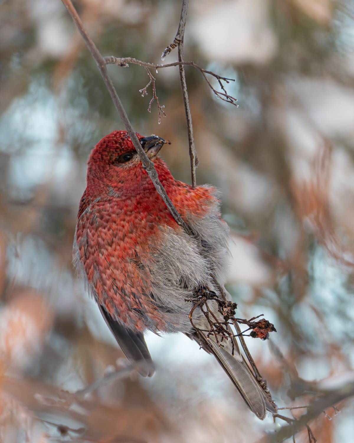 щур, птицы, Ruslan Pl