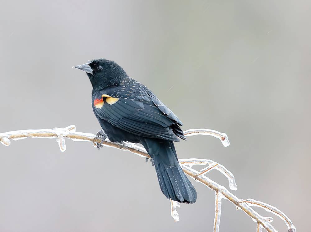 red-winged blackbird, красноплечий трупиал, зима, winter bird, птицы, snow, winter, cold, rain, дождь, blackbird, трупиал, Etkind Elizabeth