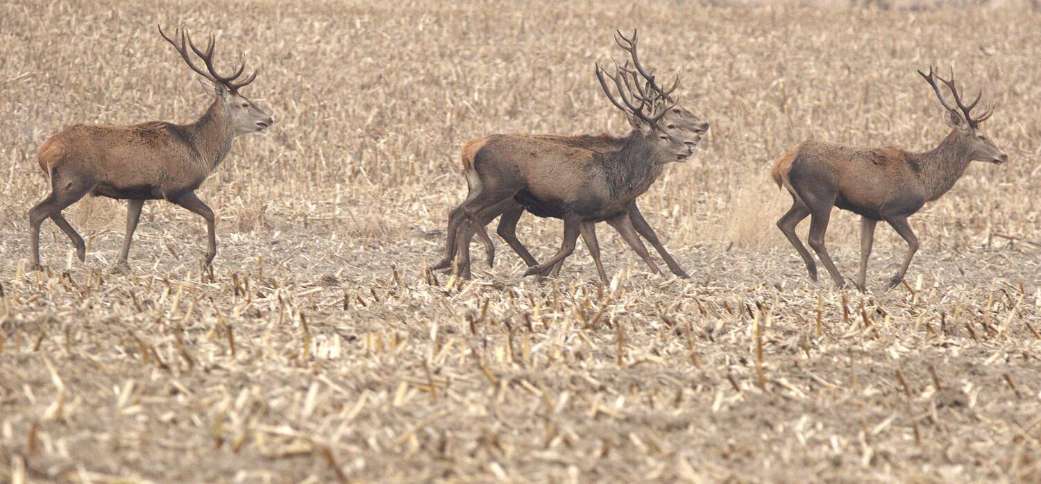 , Janina J?drzejewska-Szombara