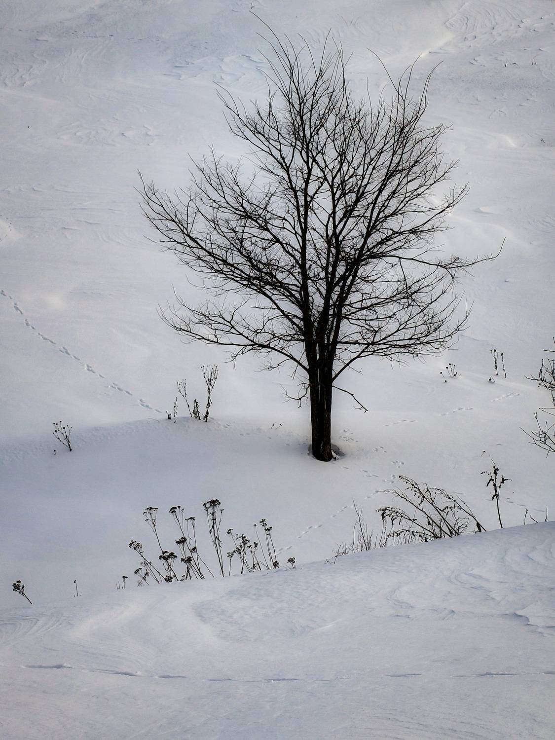 , Кондрашова Светлана