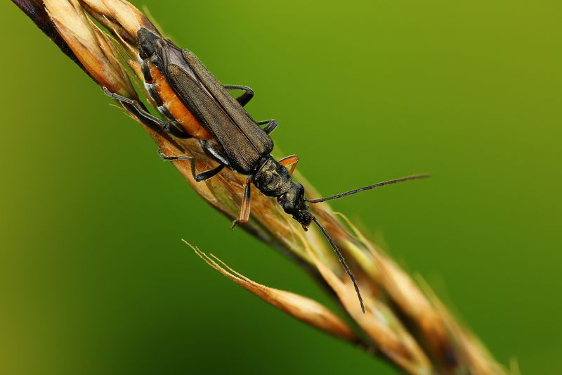 макро, природа, животное, растение, цвет, фото, зеленый, жук, трава День ног фото превью